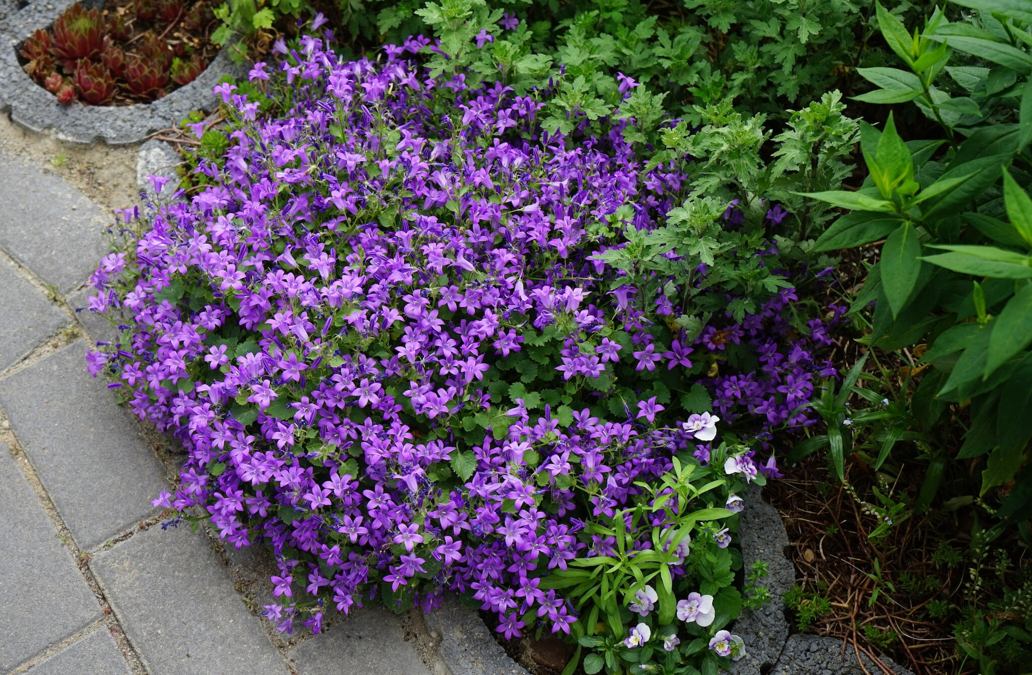 wall bellflower